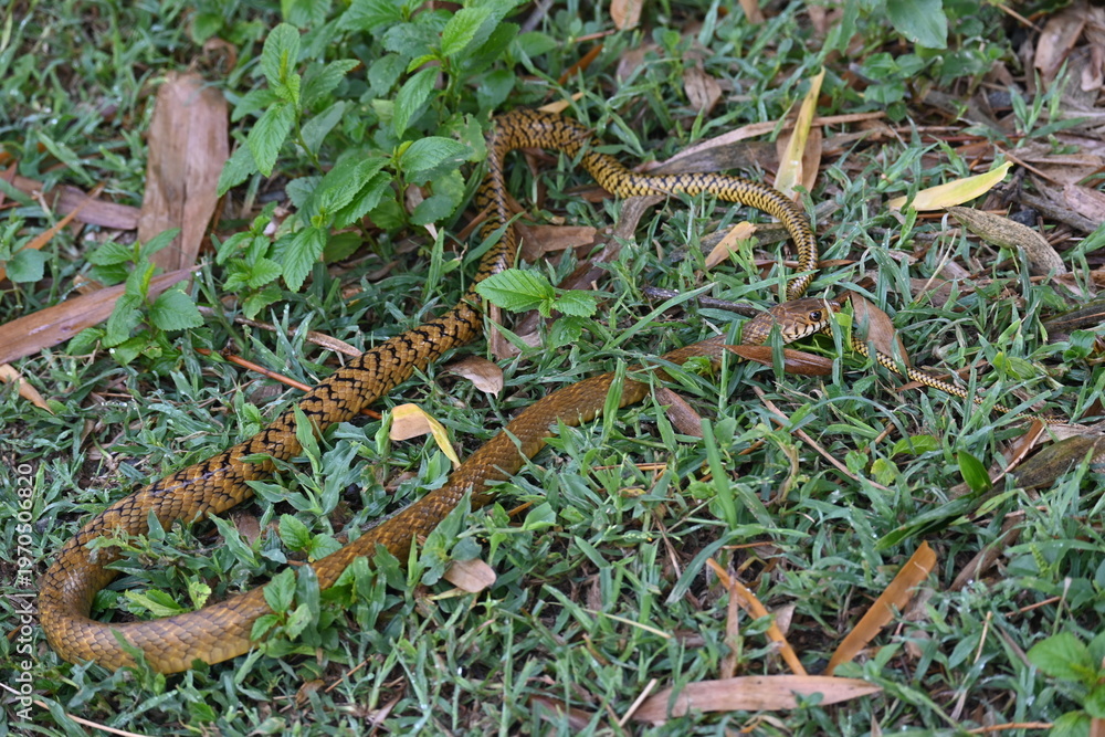 Fototapeta premium Ptyas mucosa snake. Its common name is&nbsp;Oriental rat snake and&nbsp;Indian rat snake. It&nbsp;is a common non-venomous&nbsp;species&nbsp;of&nbsp;colubrid&nbsp;snake&nbsp;found in parts of&nbsp;South&nbsp;and&nbsp;Southeast Asia. Tm
