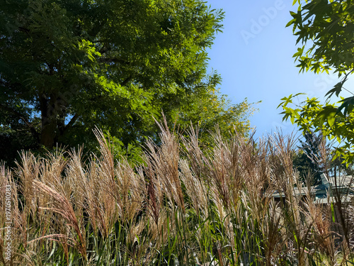 Ornamental Grass Botanical Background for Eco Design