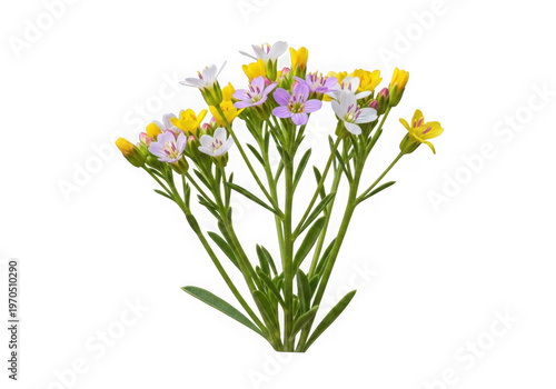 bouquet of spring flowers