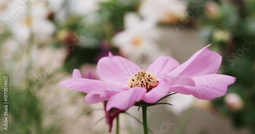 Single pink daisy fluttering in garden to breeze and focus shift with dried bud, shallow bokeh