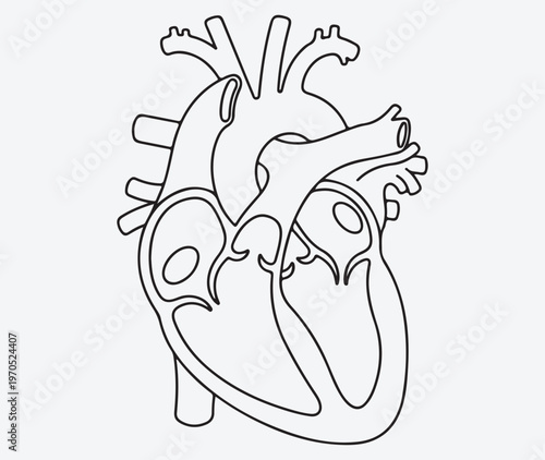 Human Heart Anatomy Cross-Section Line Art Illustration, Cardiology Medical Diagram of Circulatory System Organ