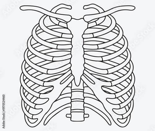 Human Rib Cage Outline Illustration, Skeletal Thoracic Cage Vector Drawing, Anatomy of Chest Ribs and Sternum Line Art.
