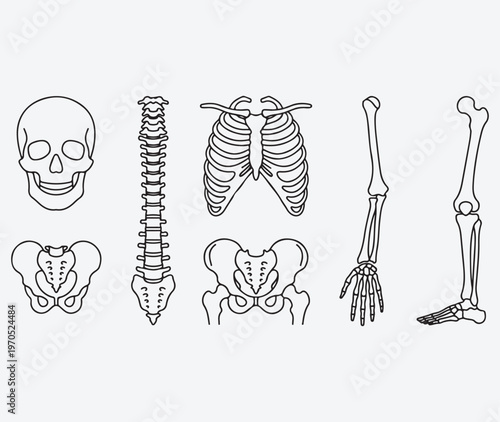 Human Skeleton Parts Anatomy Line Art Set including Skull, Spine, Rib Cage, Pelvis, Arm and Leg Bones.