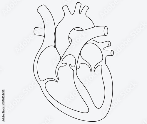 Anatomical Human Heart Continuous Line Drawing, Minimalist Medical Cardiology and Health Illustration.