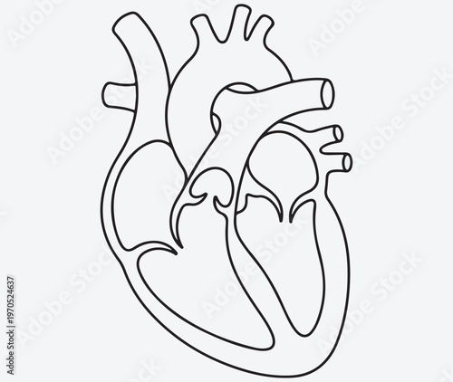  Anatomical Human Heart Line Drawing, Minimalist Cardiology Illustration of Cardiac System and Internal Organs