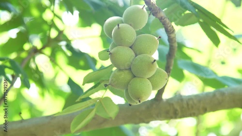 	風に揺れるオニグルミ