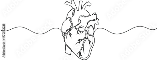 Minimalistic Line Drawing of a Human Heart with Vascular Details, Perfect for Medical, Health, and Anatomical Design Projects