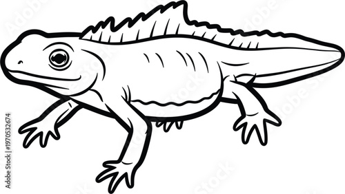 Detailed Line Drawing of an Iguana-like Amphibian with Smooth Skin and Distinctive Spines