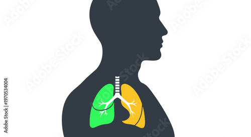 Anatomy of the human respiratory system, illustrating the lungs and bronchi