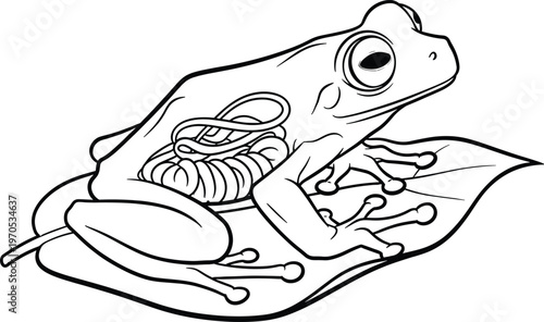 Frog with Visible Skeleton Vector Illustration for Wildlife, Amphibians, and Nature Designs