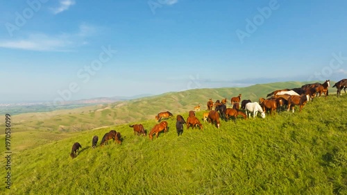 horses are grazing on lush green foothills under bright evening light in Kyrgyzstan. Distant Bishkek city on the horizon. Drone view with arc movement.