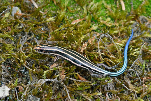 ニホントカゲの幼体（北海道・層雲峡）
