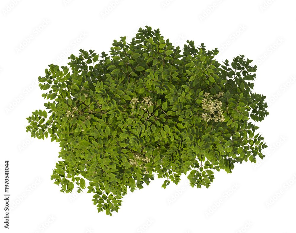 Obraz premium Single green Devil's walkingstick tree isolated on transparent background. Shrub isolated on transparent background. young plant or young tree isolated on white background. Small tree PNG. Shrub PNG.