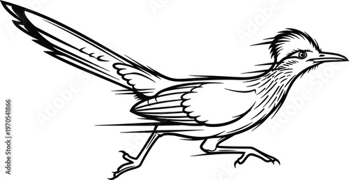 Roadrunner Bird Vector Illustration with Detailed Line Art for Wildlife, Birds, and Nature Designs