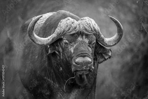 African Buffalo Portrait