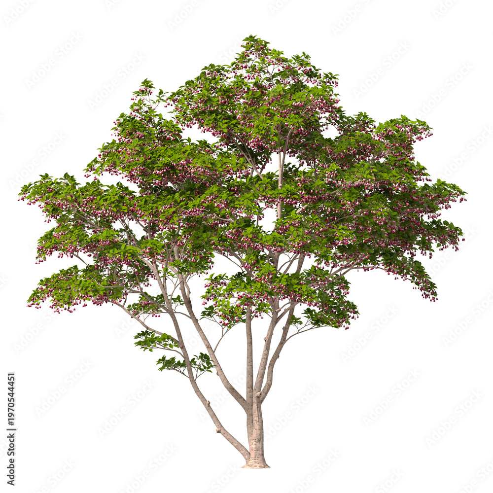 Obraz premium Red Flowering tree isolated on transparent background. red flower tree with leaves isolated on transparent background. Flowering Tree isolated on white background. Flowering tree PNG. Flower plant PNG