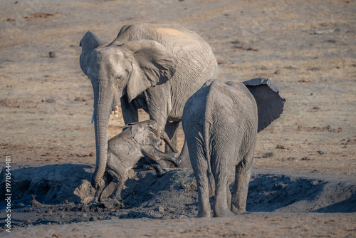 Elephant rescuing calf from a mud hole