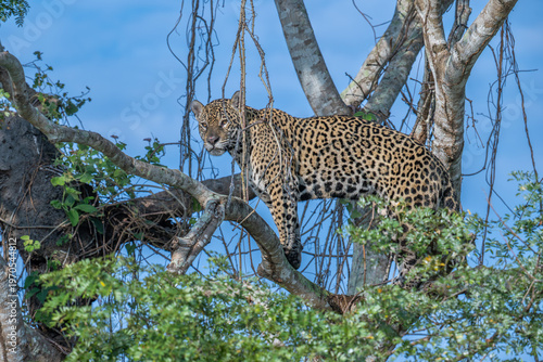Jaguar standing high in a tree