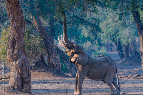 Mana Pools elephant