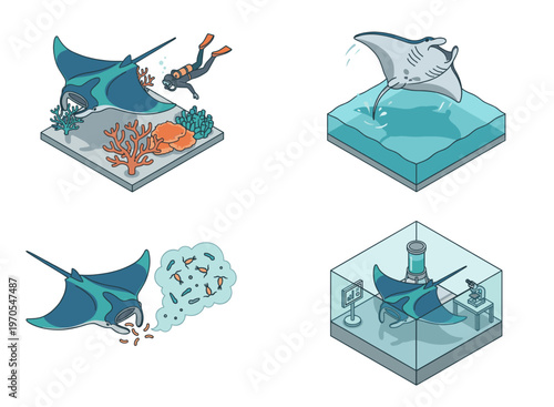 Isometric manta ray vector illustration set. Marine concept showing giant sea animal swimming with scuba diver, jumping, eating plankton, and inside a large ocean aquarium tank.