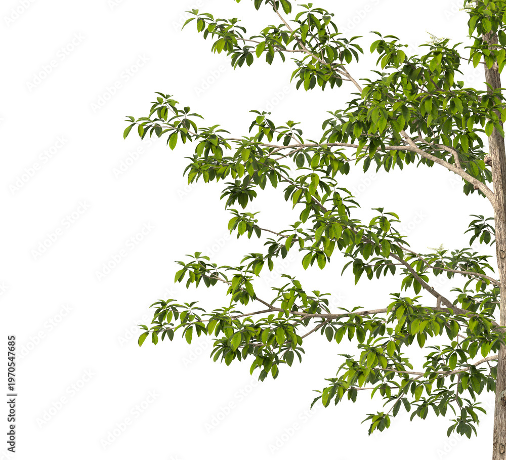 Obraz premium Sourwood Tree branch isolated on transparent background. tree branch green leaves isolated on transparent background. tree leaves isolated on white background. Tree foliage PNG. Plant leaves PNG.