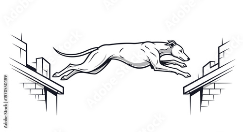 Agile greyhound dog leaping over obstacle during competition.