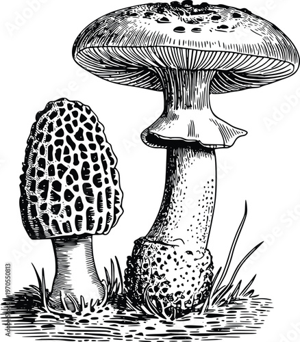 Pair of mushrooms drawing with morel and toadstool on forest floor with small blades of grass in black and white sketch style on transparent background.