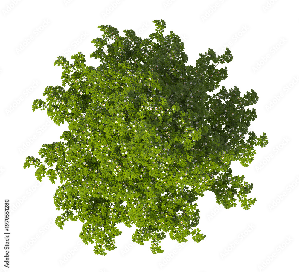 Obraz premium Single green camellia tree isolated on transparent background. tree with leaves isolated on transparent background. Tree isolated on white background. Isolated ornamental tree PNG. Leafy plant PNG.