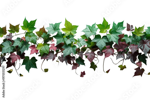 Green and red ivy leaves growing as natural plant border, a climbing vine with foliage on transparent background