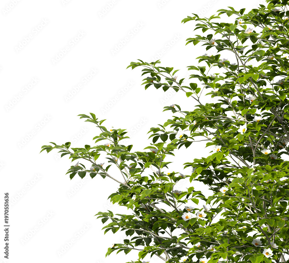 Fototapeta premium Camellia tree branch isolated on transparent background. tree branch green leaves isolated on transparent background. tree leaves isolated on white background. Tree foliage PNG. Plant leaves PNG