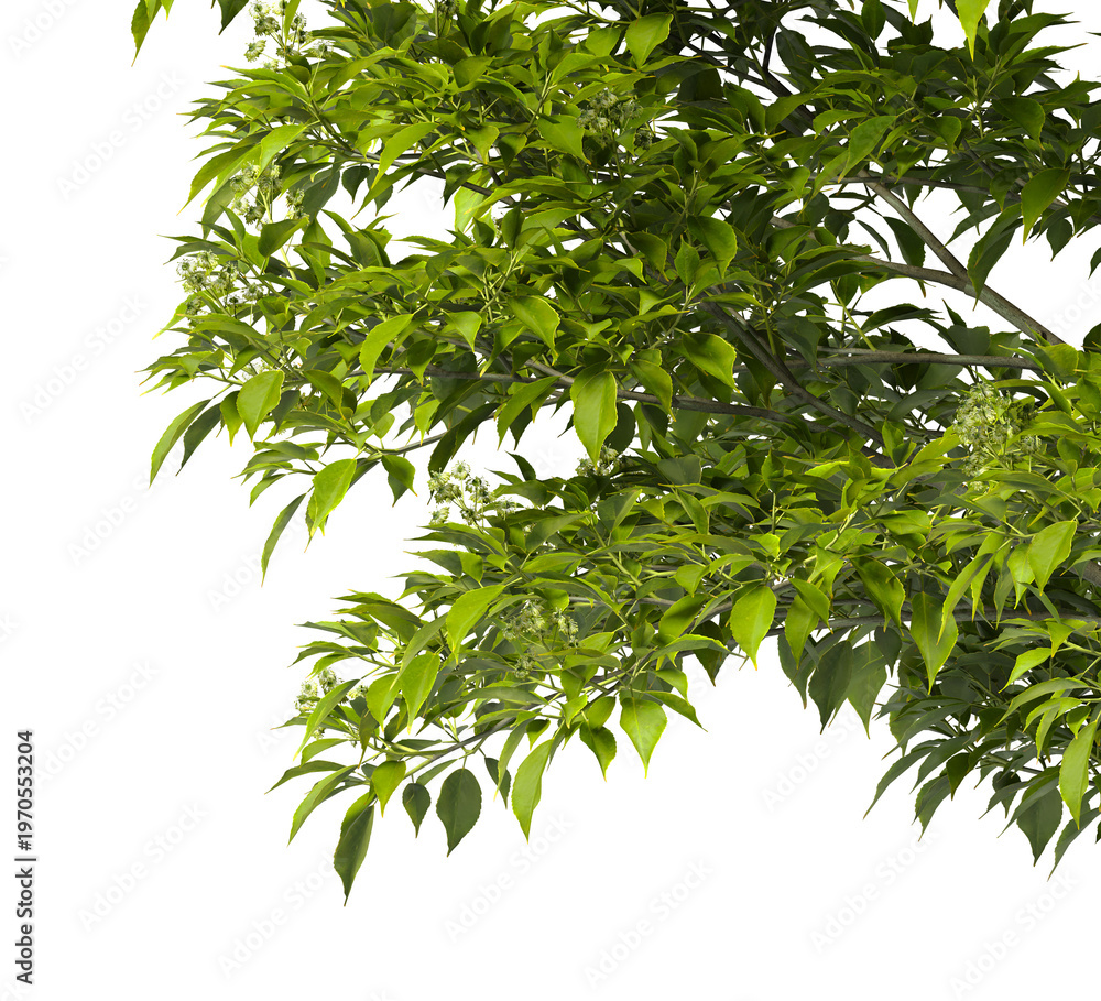 Obraz premium Tree branch isolated on transparent background. Large tree branch green leaves isolated on transparent background. Plant or tree leaves isolated on white background. Tree foliage PNG. Plant leaves PNG