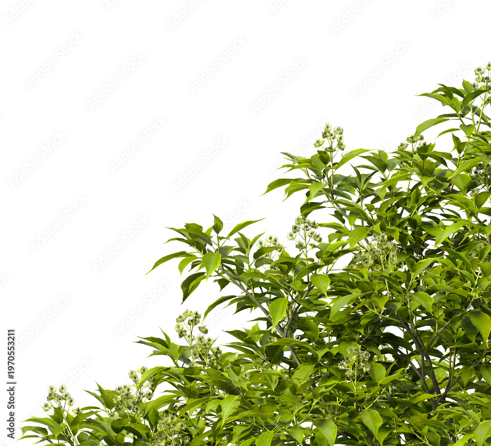 Obraz premium Tree branch isolated on transparent background. Large tree branch green leaves isolated on transparent background. Plant or tree leaves isolated on white background. Tree foliage PNG. Plant leaves PNG