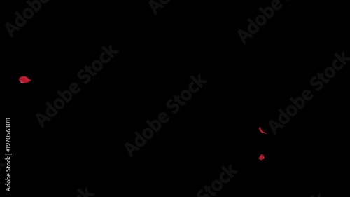 Red Rose Petals Falling Elegant Motion Alpha