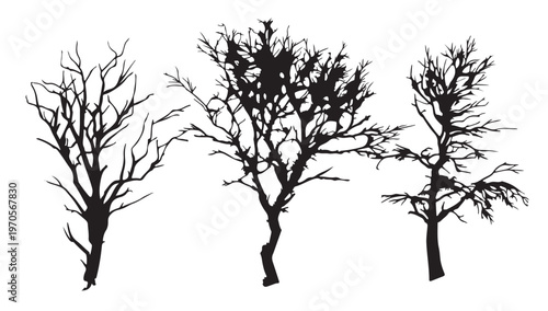 Solitary Trees Silhouette: Three stark tree silhouettes stand in stark relief, their intricate branches reaching skyward, evoking a sense of raw nature.