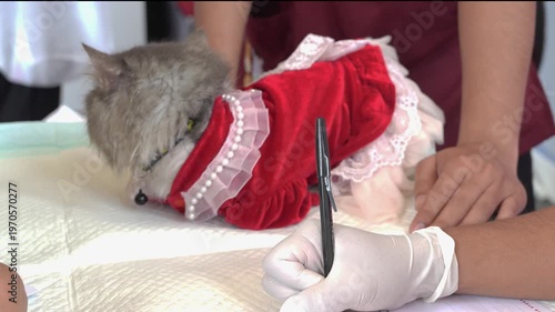 Pet cat in a red costume during a vet check, cute animal care scene with soft light, close-up detail, and commercial appeal.