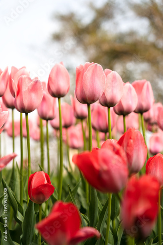A sea of tulips is blooming in the garden, opening up in the spring season, presenting various kinds of charm.