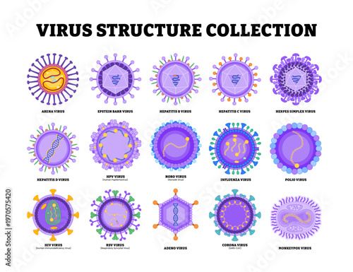 Set of virus structure diagram anatomy collection. Labeled arenavirus, epstein barr, hepatitis B, herpes, HPV, norovirus. microbiology virology educational medical infographic healthcare illustration.
