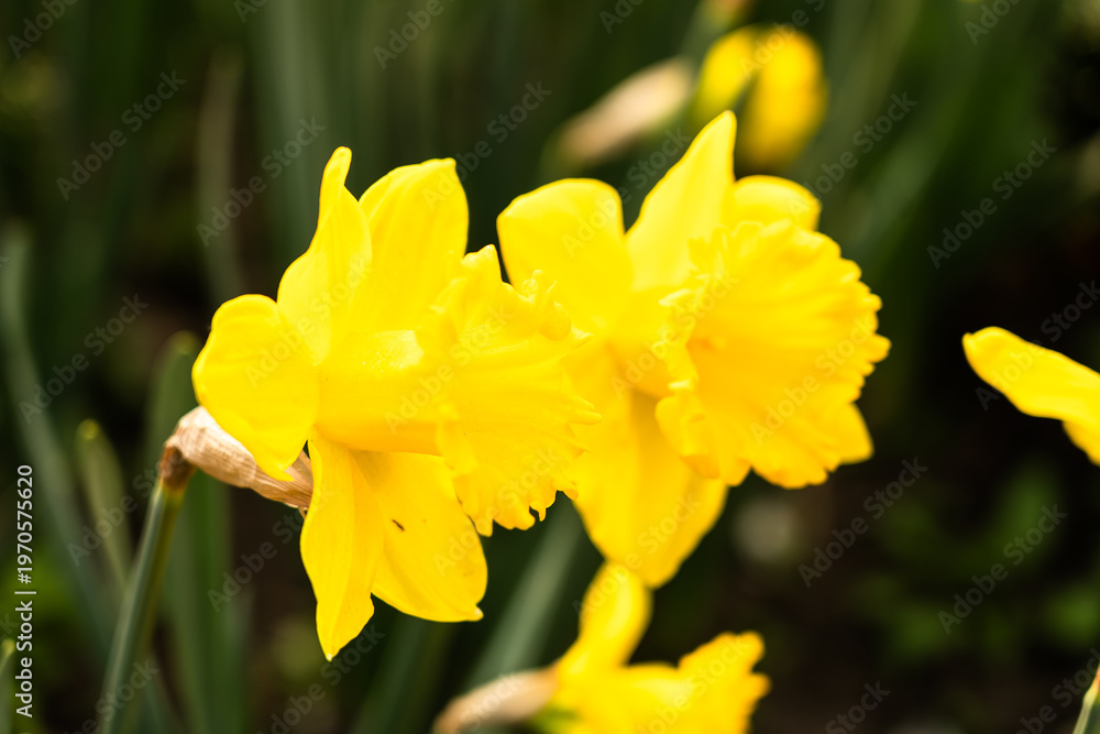 Obraz premium Yellow tulips