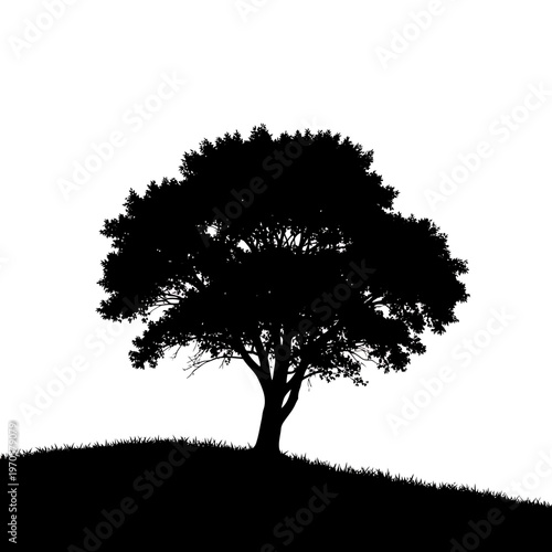 Serene Silhouette: A solitary tree stands silhouetted against a bright background, its branches reaching towards the sky in a timeless depiction of nature's beauty and resilience.