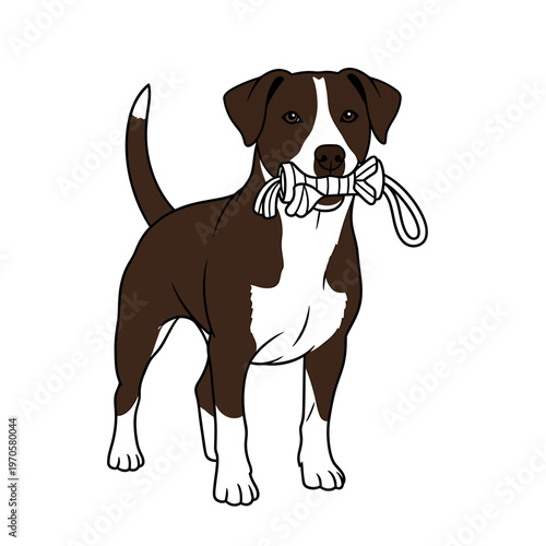 Loyal Canine Companion: A charming dog, boasting a delightful mix of brown and white fur, stands proudly while clutching a playful toy in its mouth, embodies joy.