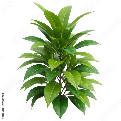 A vibrant indoor potted shrub featuring lush green foliage with subtle yellow speckles arranged in a dense symmetrical pattern isolated on transparent background