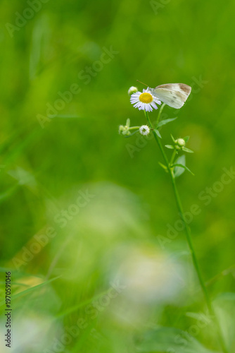 white butterfly, resting in a meadow hanging on a white flower foraging