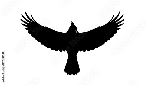 Flying cardinal bird silhouette with wings spread isolated on white background dynamic avian vector