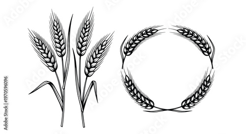 Hand drawn wheat ears vector illustration with detailed grain stalks for organic farming and food design