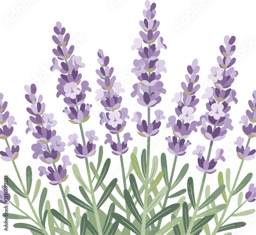 Generated on Lavender flowers blooming in a garden vector art on white background