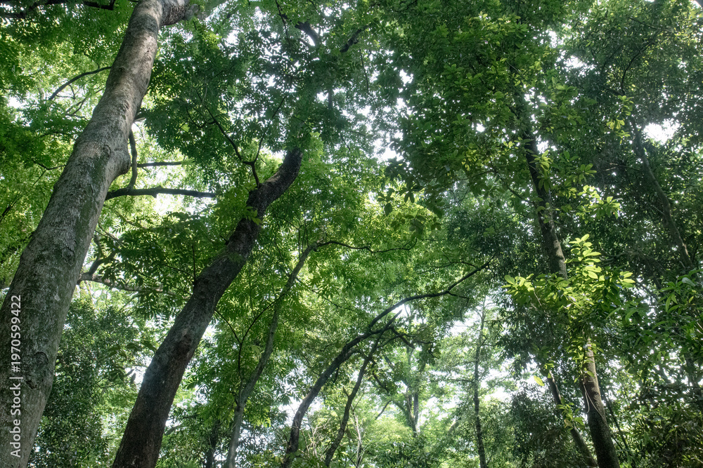 Fototapeta premium Tall trunks rise beneath soft light and vibrant leafy canopy. Gentle illumination highlights upper branches in quiet forest. Fresh woodland view showing lofty trees and glowing foliage