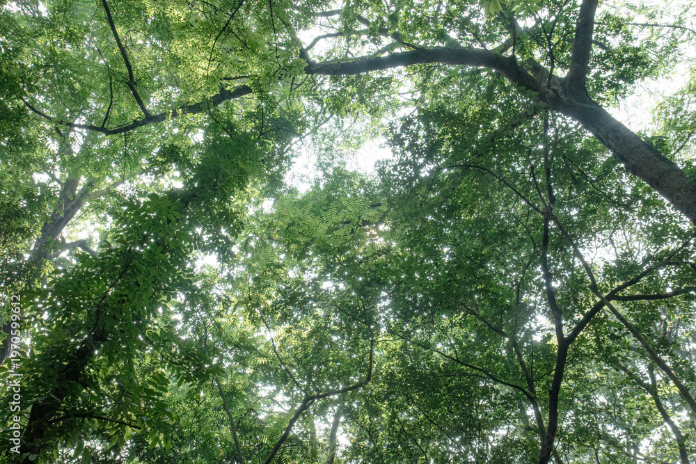 Fototapeta premium Curved branches shape a dense green canopy over woodland. Natural treetop network creates enclosed leafy atmosphere. Rich upper forest scene filled with twisting organic forms