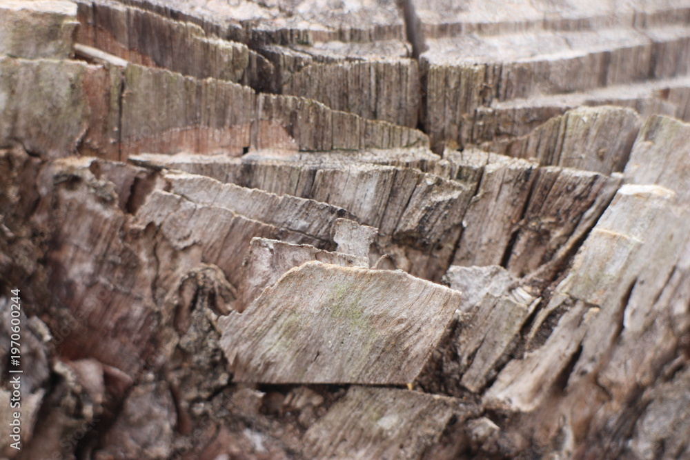 Fototapeta premium Close up texture of a tree bark