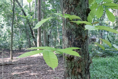 Fresh shoots emerging from rugged bark in shaded woodland. Pale leaves sprouting directly from mature trunk outdoors. New foliage extending beside textured timber in jungle