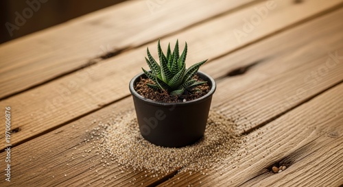 Small potted green succulent plant with striped leaves sitting on a rustic wooden surface with scattered soil and pebbles.